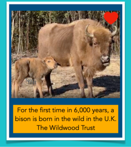 Can the First Baby Bison Born in 6000 Years Help Save the Planet?